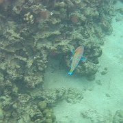 Picture 020